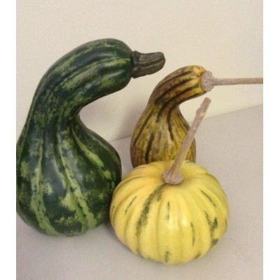 Faux Squash Gourds Fall Vegetables Props Large Crook Neck Autumn   253786391080